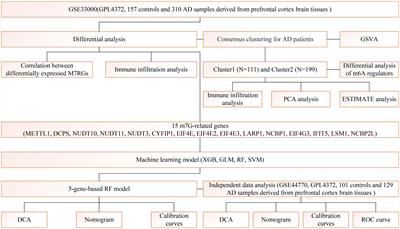 Identification and prediction of m7G-related Alzheimer’s disease subtypes: insights from immune infiltration and machine learning models